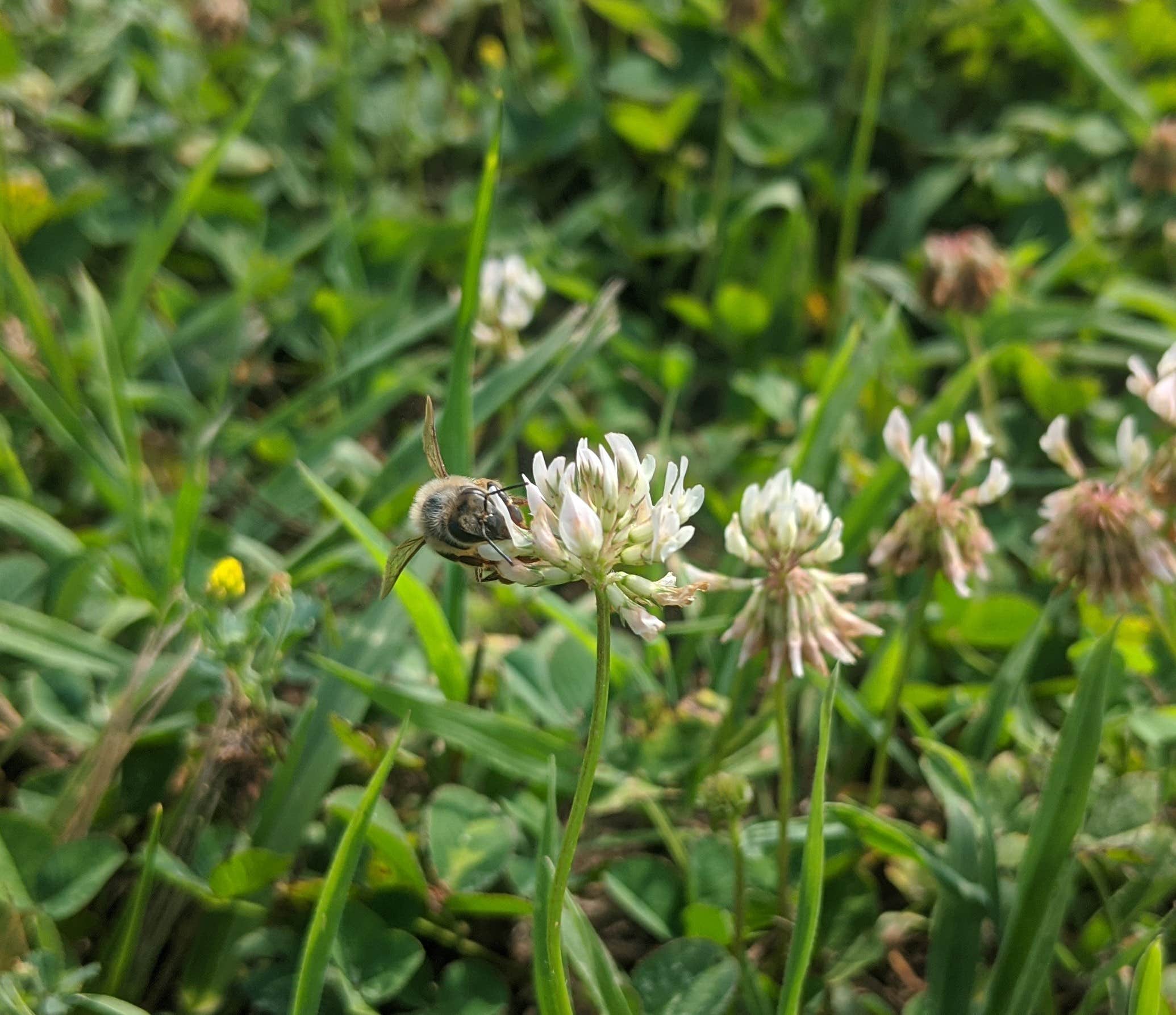 Camping near Hermitage Area Campground — Pomme de Terre State Park: Pomme Camping Patch, Pittsburg, Missouri