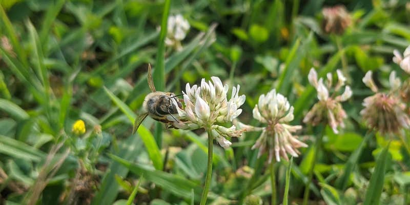 Camper submitted image from Pomme Camping Patch