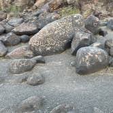 Review photo of Painted Rock Petroglyph Site And Campground by Steve S., February 9, 2022