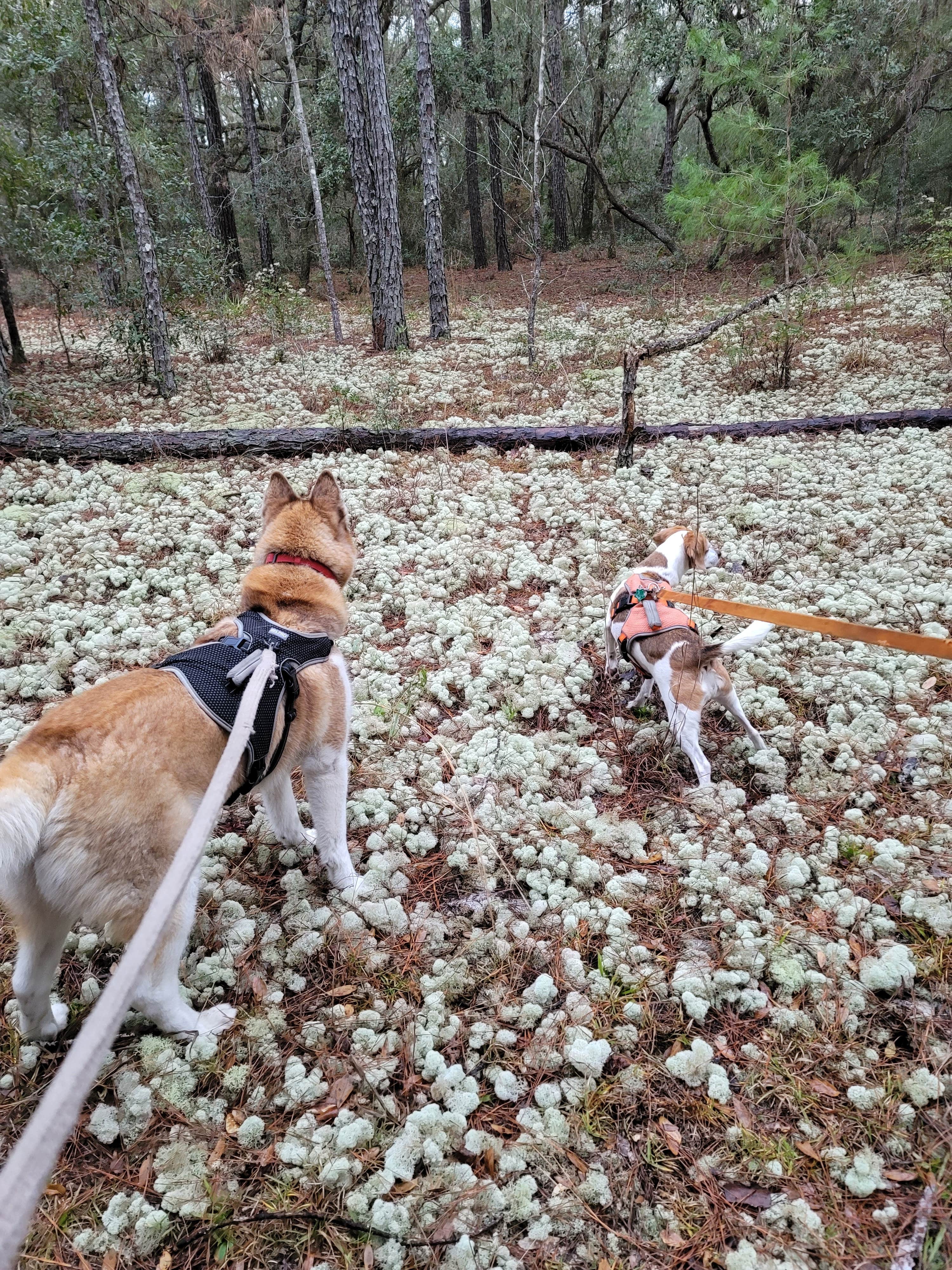 Kathie E.'s photo of camping with pets at Ross Prairie Campground near Williston, FL