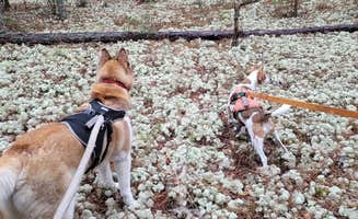 Kathie E.'s photo of camping with pets at Ross Prairie Campground near Holder, FL