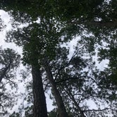 Review photo of First Landing State Park Campground by Naomi J., July 9, 2018
