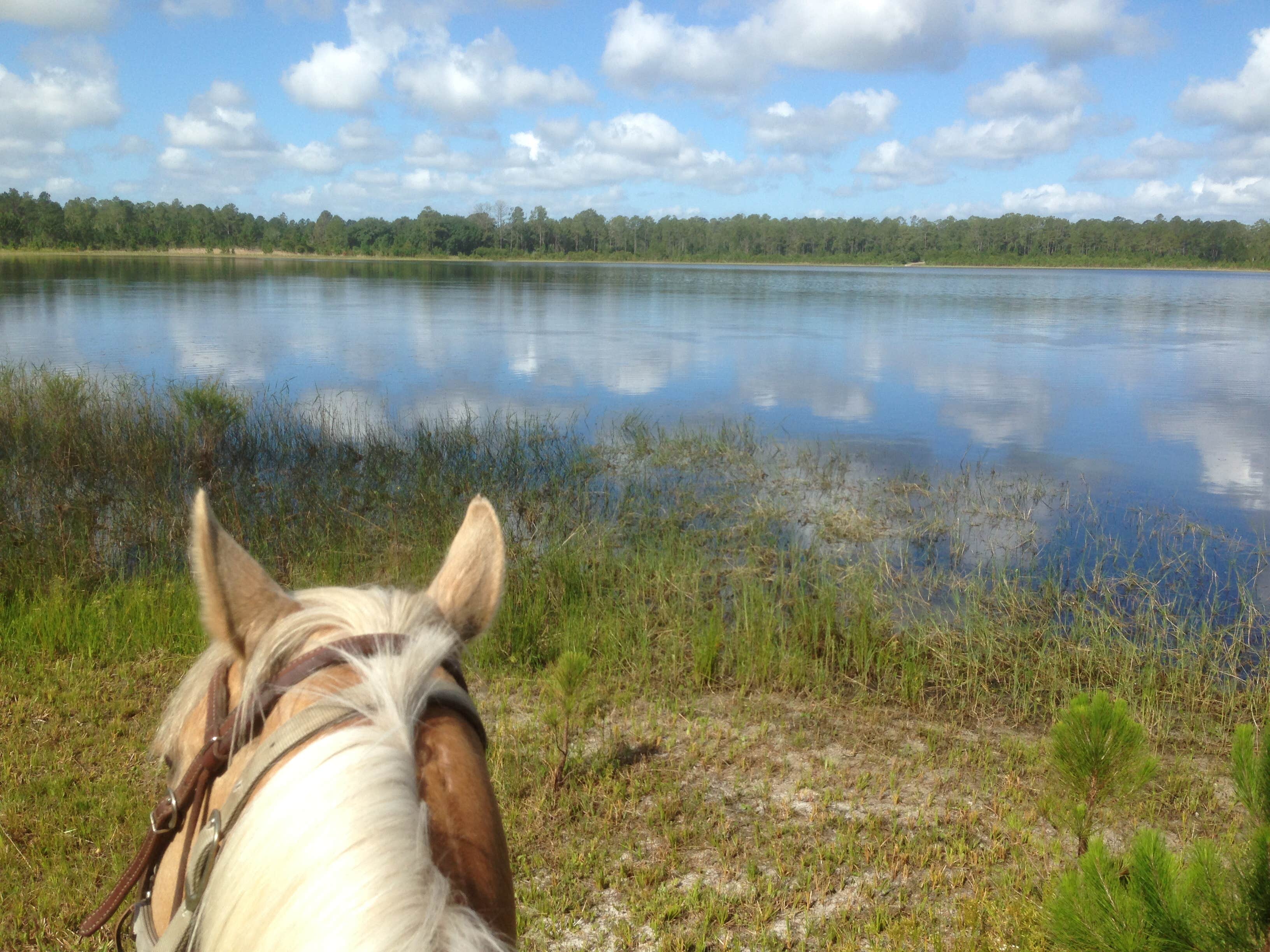 Jennifer L.&#x27;s photo of camping with a horse at Doe Lake Campground near Bunnell, FL