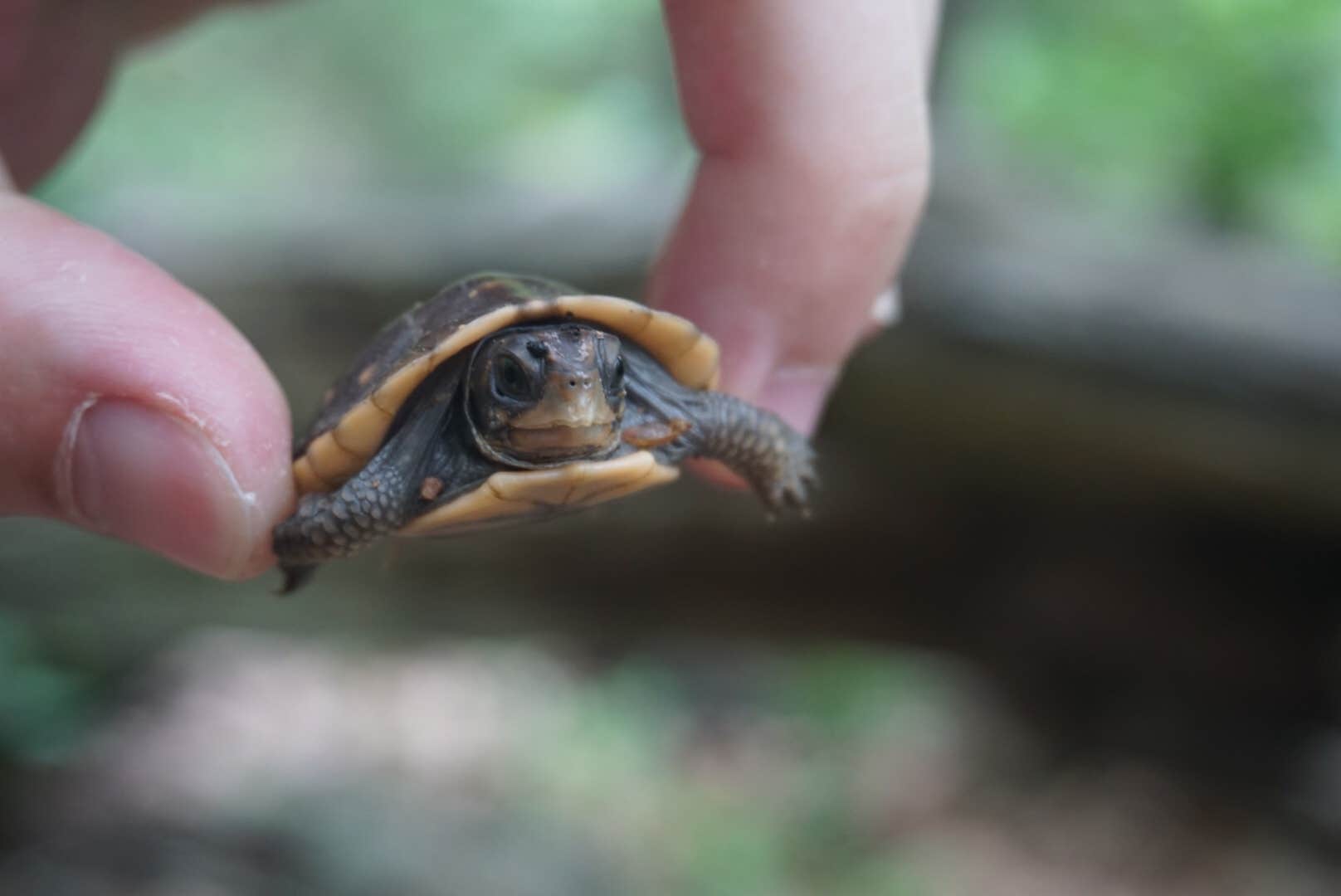 Camper-submitted photo at Bell Mountain Wilderness Area near Black, MO