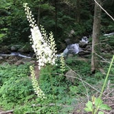 Review photo of Amicalola Falls State Park Camping by Kim S., July 9, 2018