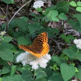 Review photo of Amicalola Falls State Park Camping by Kim S., July 9, 2018