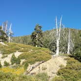 Review photo of San Gorgonio Campground by Shannon C., July 25, 2016