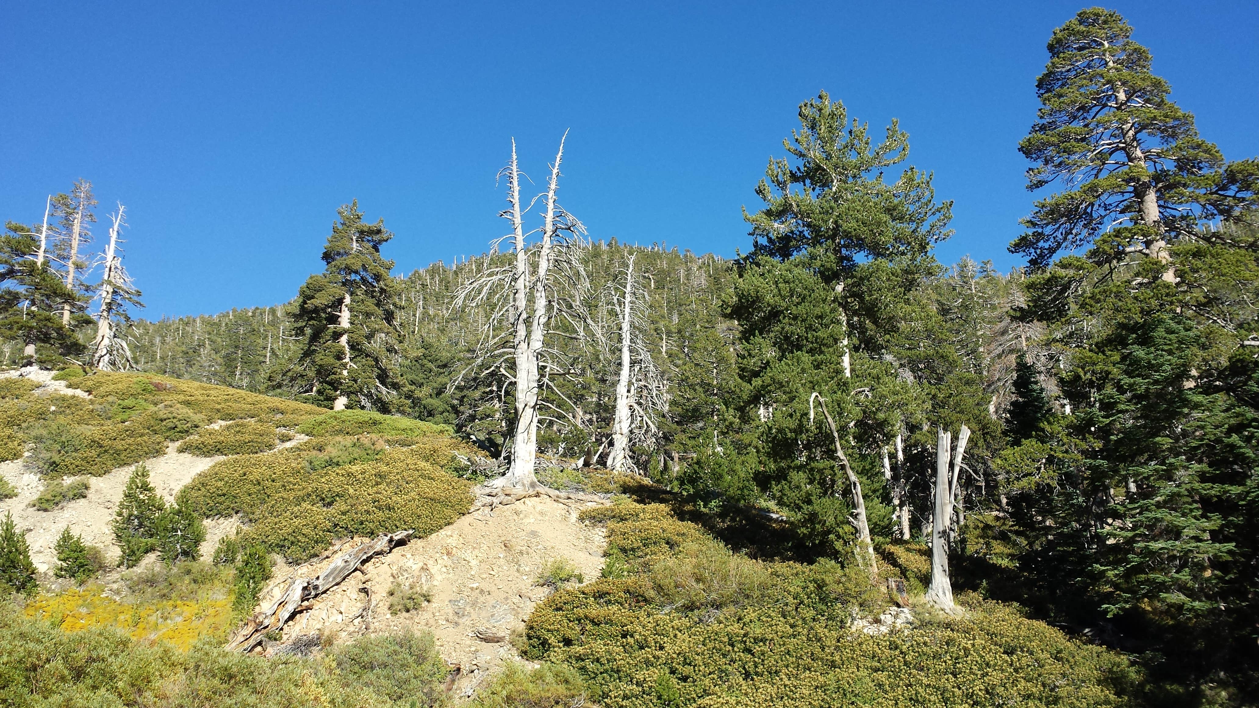 Camper submitted image from San Gorgonio Campground - 1