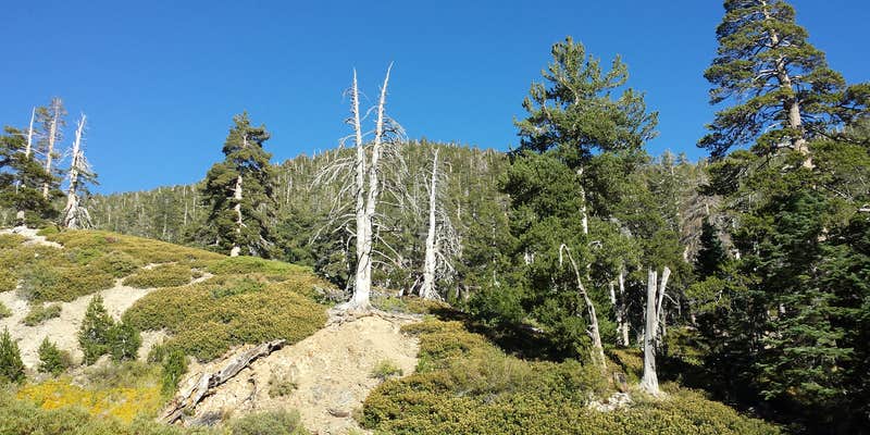 Camper submitted image from San Gorgonio Campground