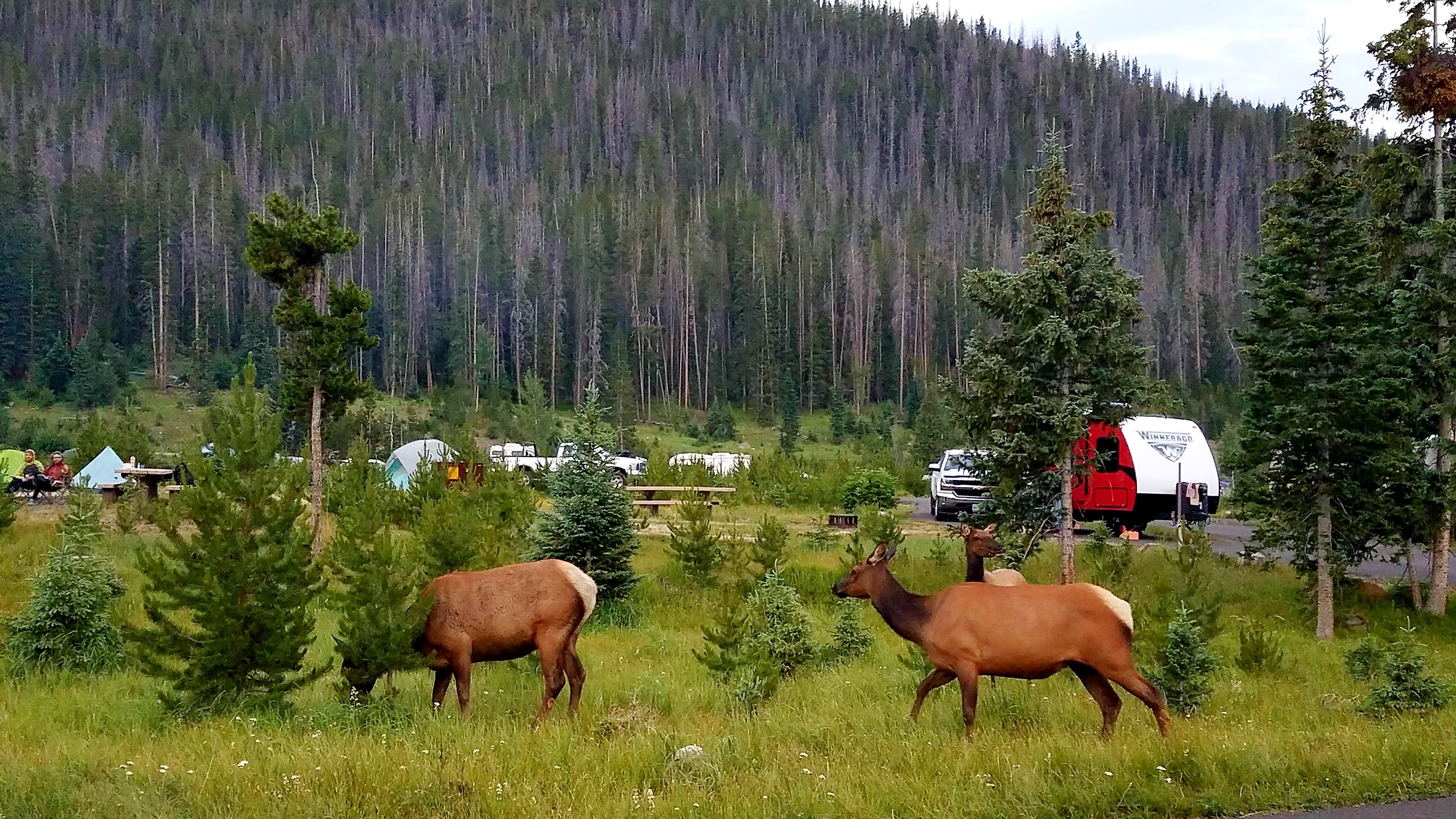 Timber Creek Campground — Rocky Mountain National Park | Grand Lake, Colorado