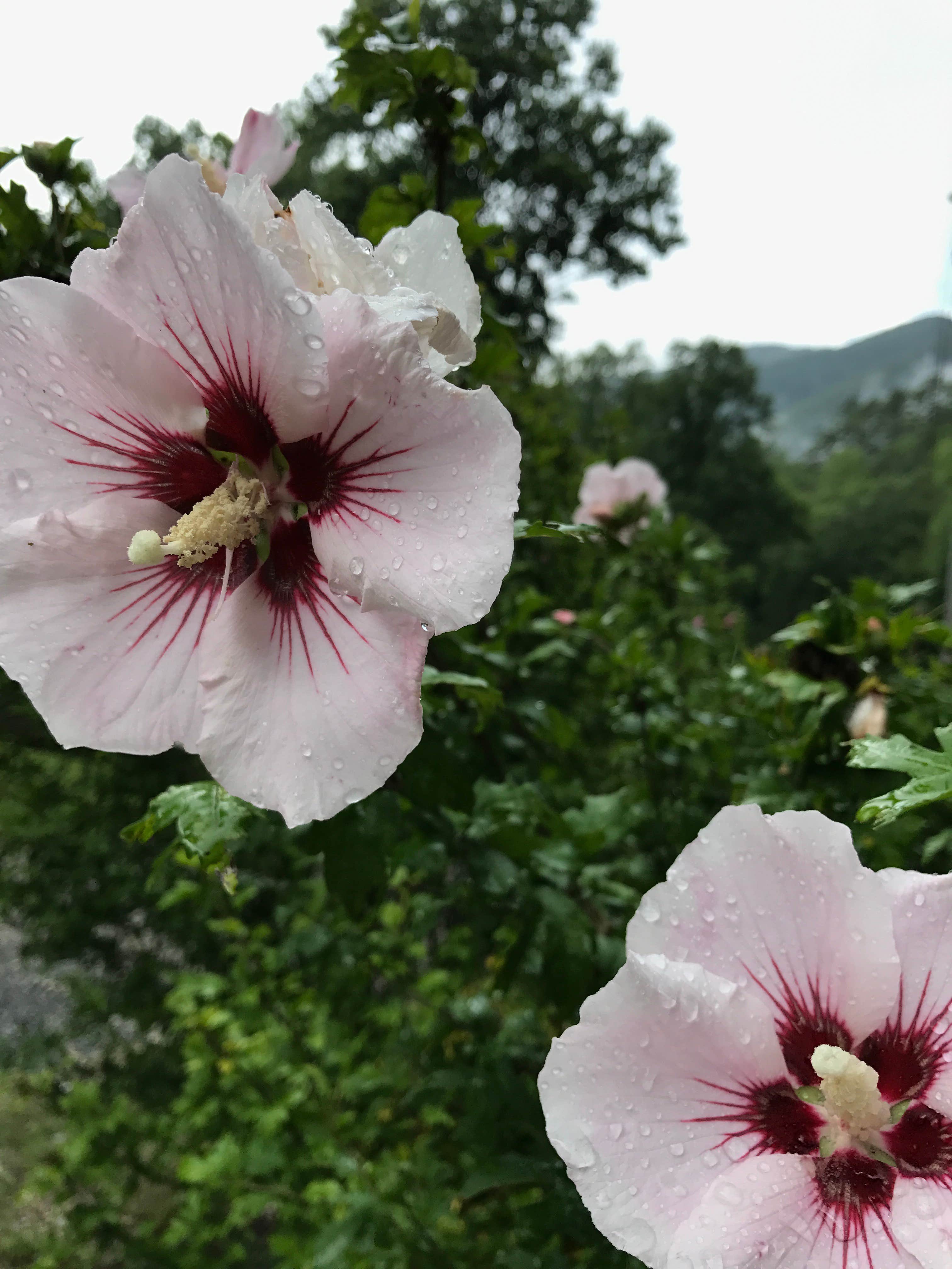 Camper submitted image from Nantahala National Forest - 2