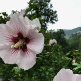 Review photo of Nantahala National Forest by Brianna L., July 8, 2018