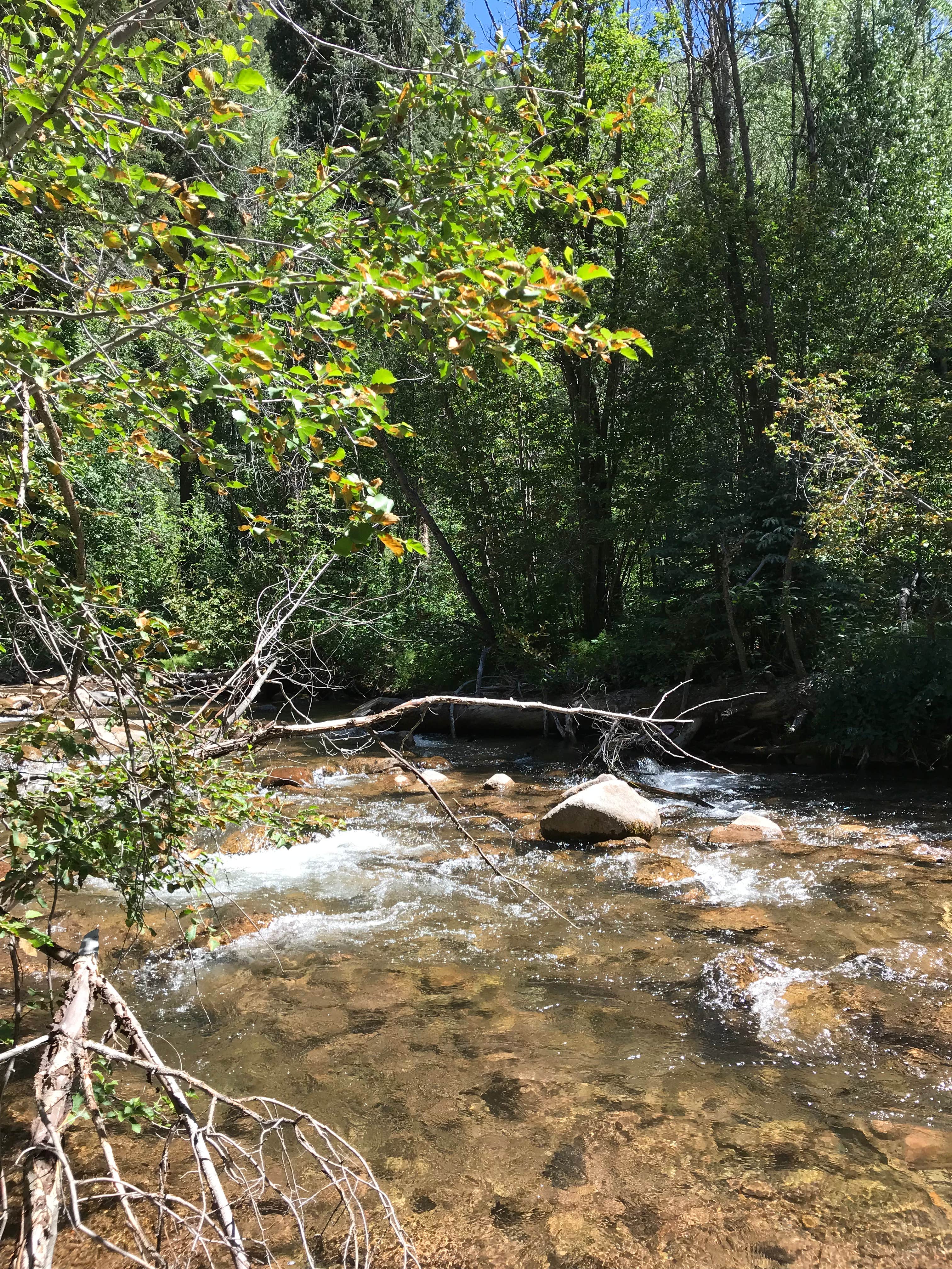 Camper submitted image from Cement Creek Campground - 2