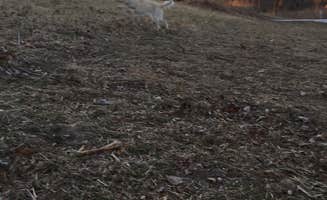 Kwin K.'s photo of camping with pets at Riverside Campground — Two Rivers SRA near Omaha, NE