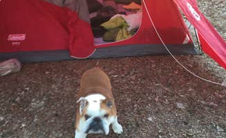 Kwin K.'s photo of camping with pets at Riverside Campground — Two Rivers SRA near Nebraska City, NE