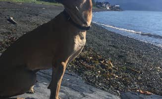 Sierra S.'s photo of camping with pets at Seward City Campgrounds near Cooper Landing, AK