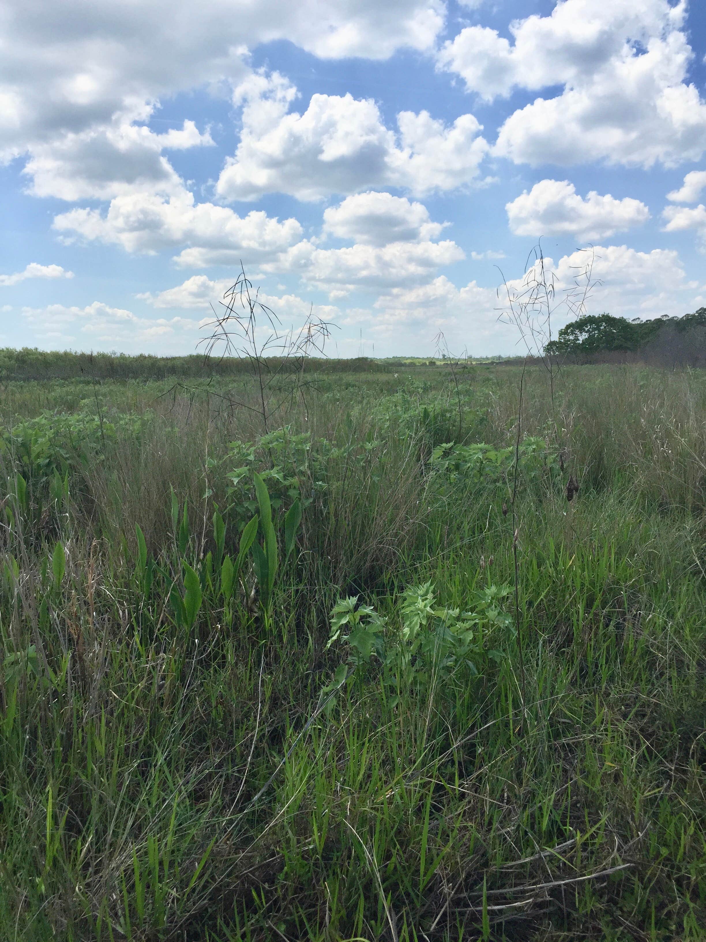 Camper submitted image from Lake Kissimmee State Park Campground - 2