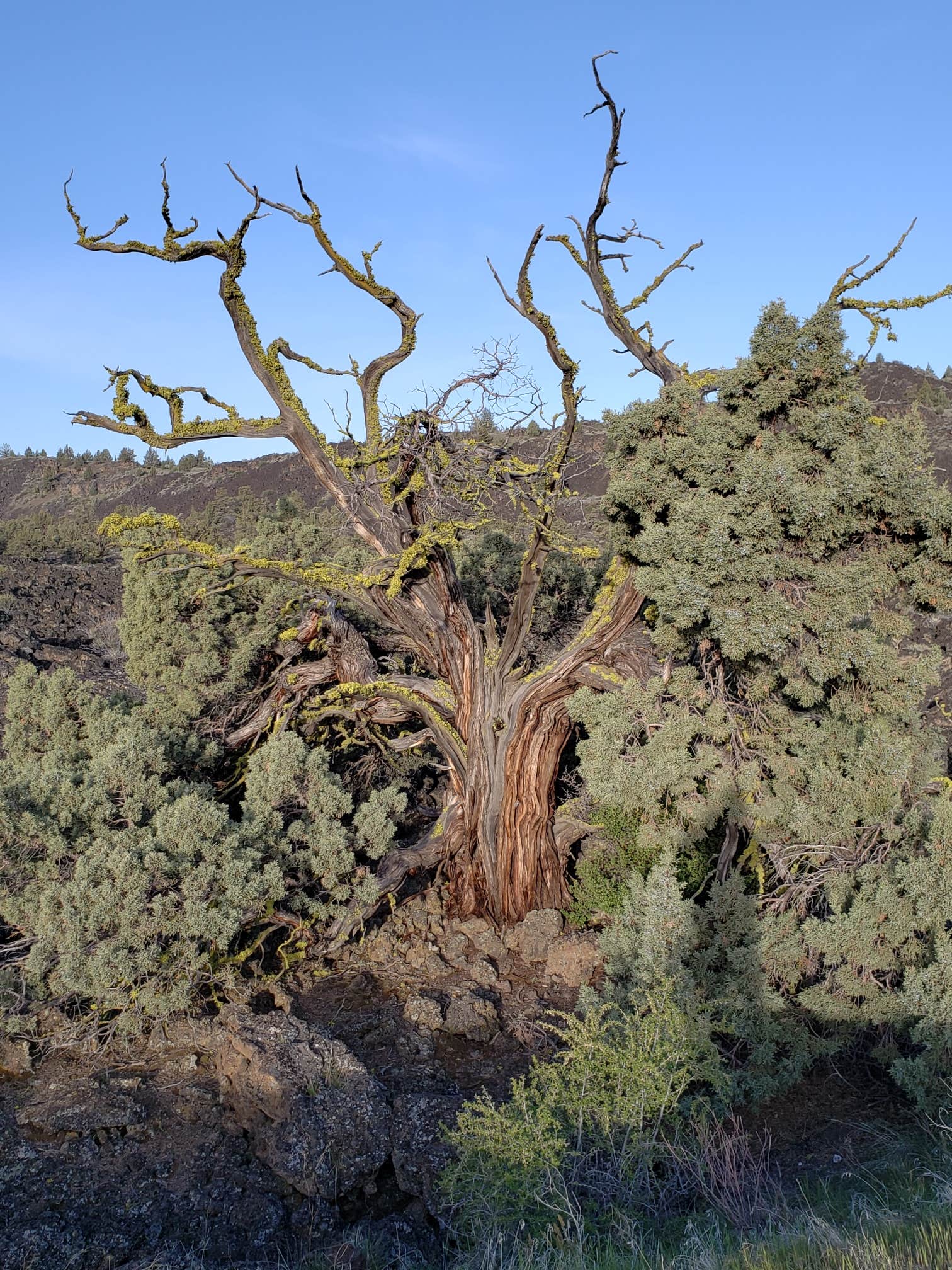 Camper-submitted photo at Indian Well Campground — Lava Beds National Monument near Tulelake, CA