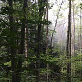 Review photo of Crooked Run Campground — Prince Gallitzin State Park by Resa B., July 10, 2018