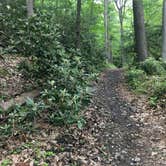 Review photo of Cook Forest State Park Campground by Resa B., July 10, 2018