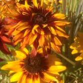 Review photo of Jenny Lake Campground — Grand Teton National Park by Jennifer L., July 10, 2018