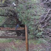 Review photo of Pinon Flats Campground — Great Sand Dunes National Park by Brantly R., February 9, 2022