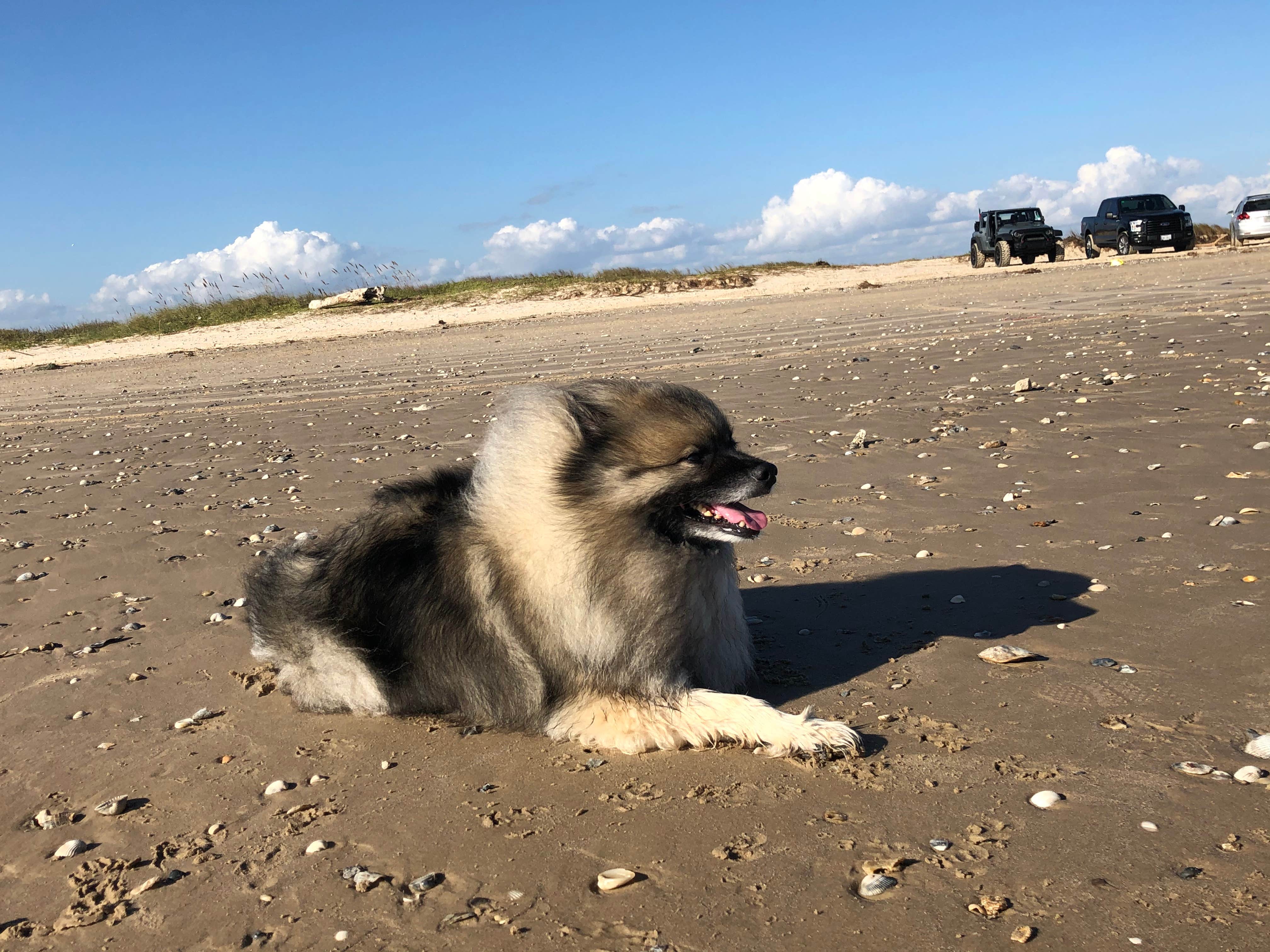 Camper submitted image from Matagorda Beach Dispersed Camping - 5