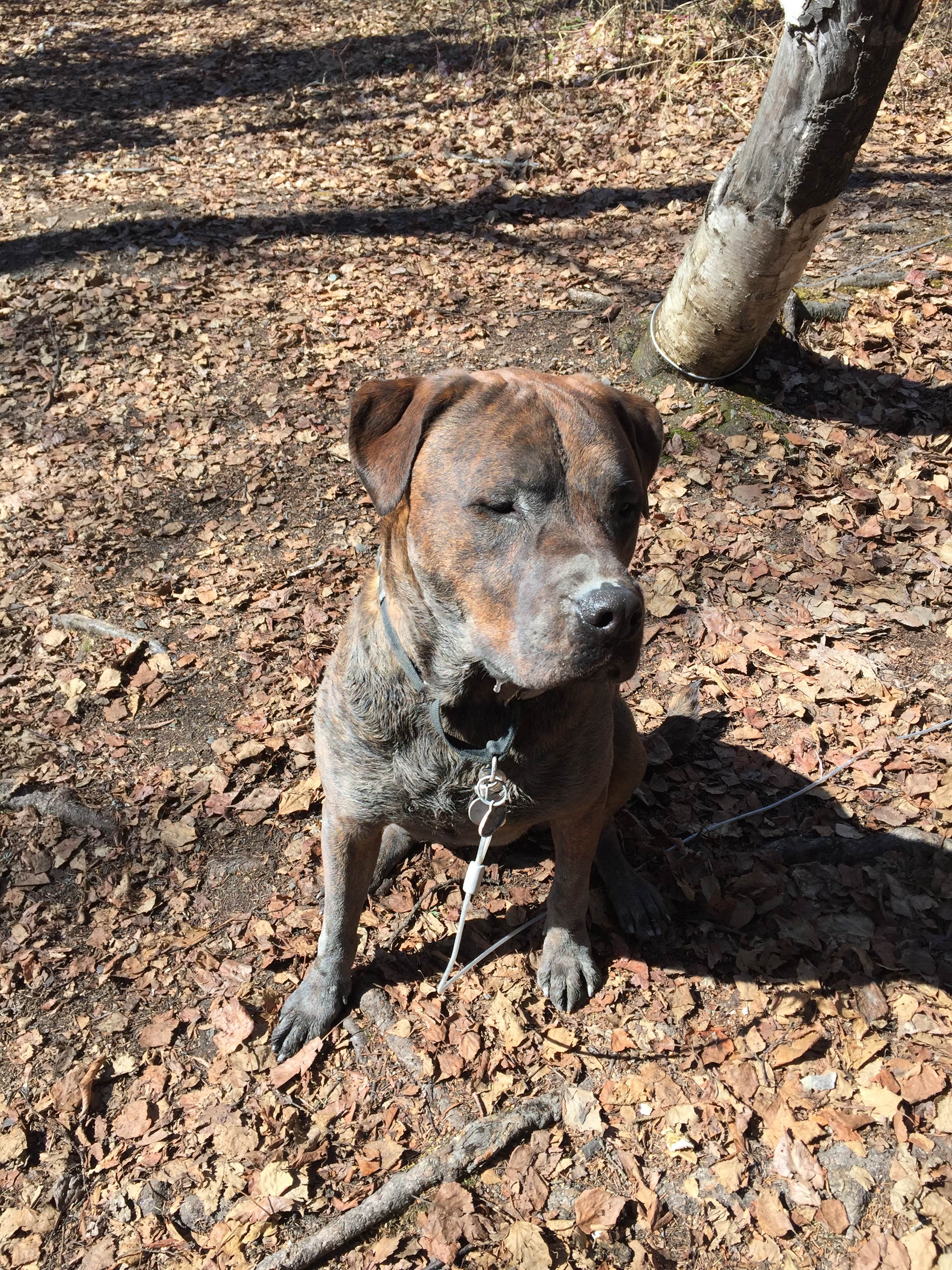 Vicki S.'s photo of camping with pets at Eklutna Lake Campground — Chugach State Park near Wasilla, AK