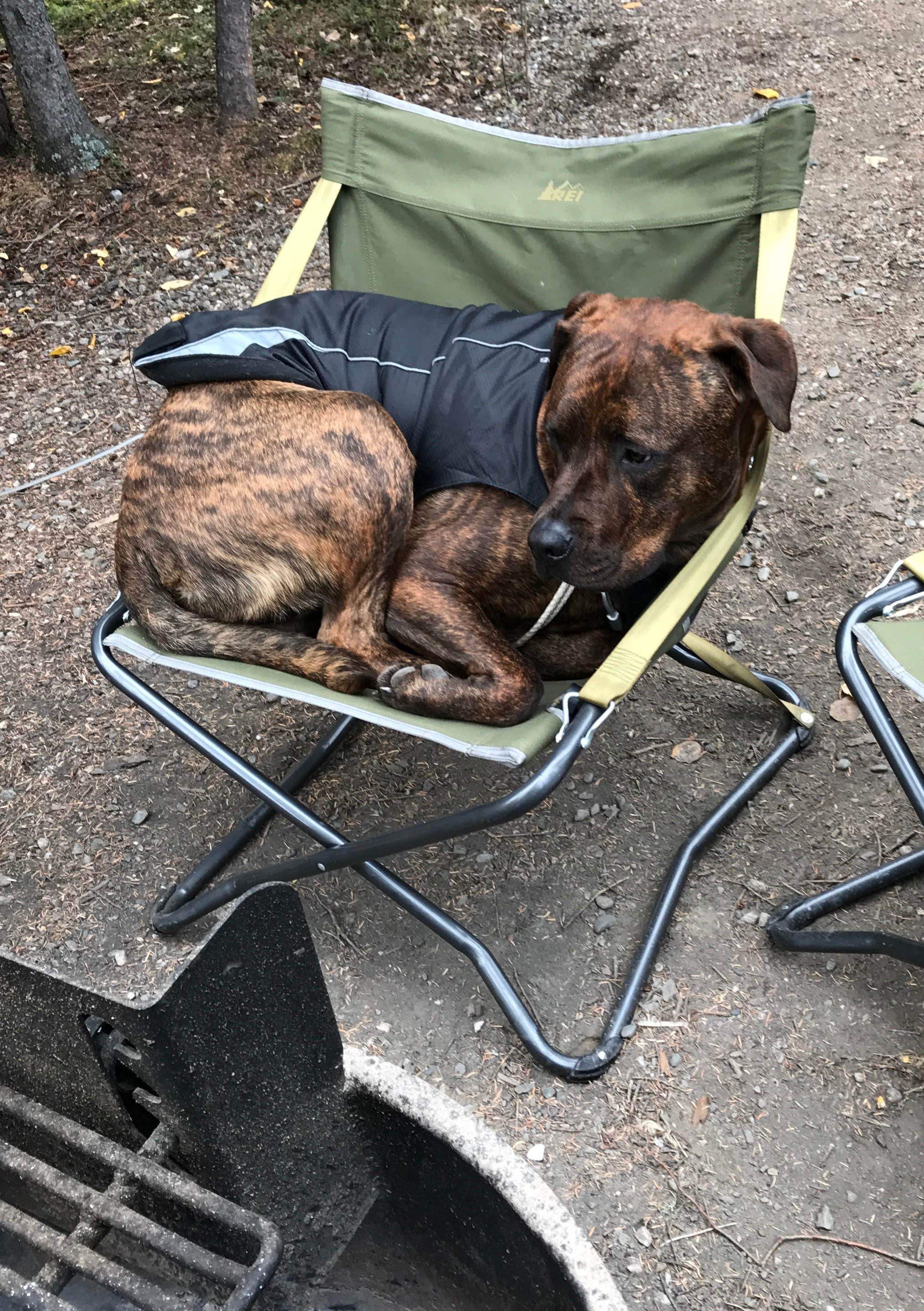 Camper-submitted photo at Riley Creek Campground — Denali National Park in Alaska