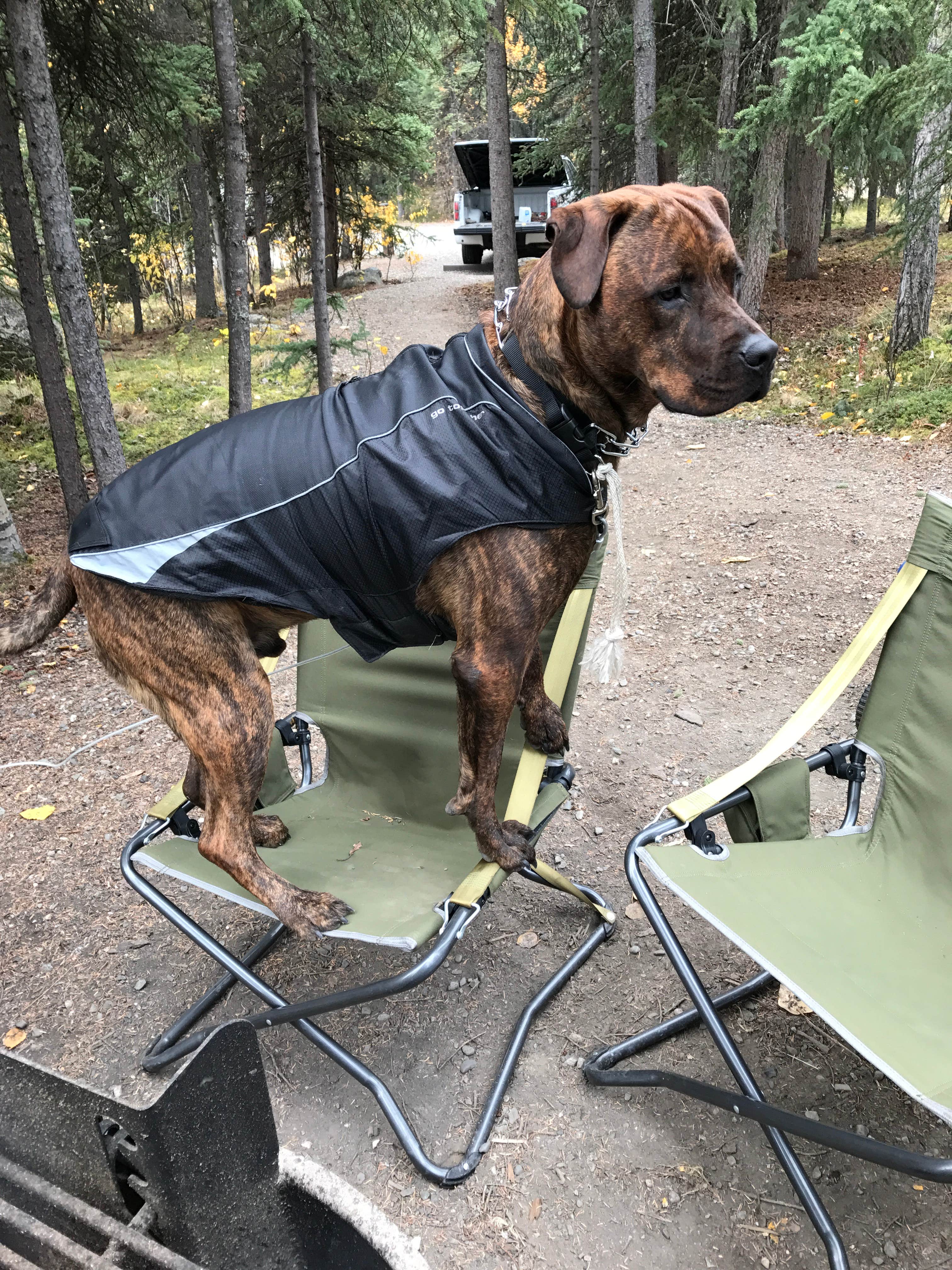 Vicki S.'s photo of camping with pets at Riley Creek Campground — Denali National Park in Alaska