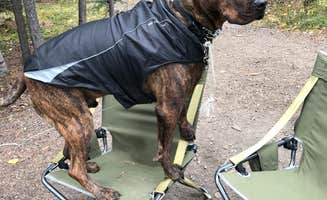 Vicki S.'s photo of camping with pets at Riley Creek Campground — Denali National Park in Alaska