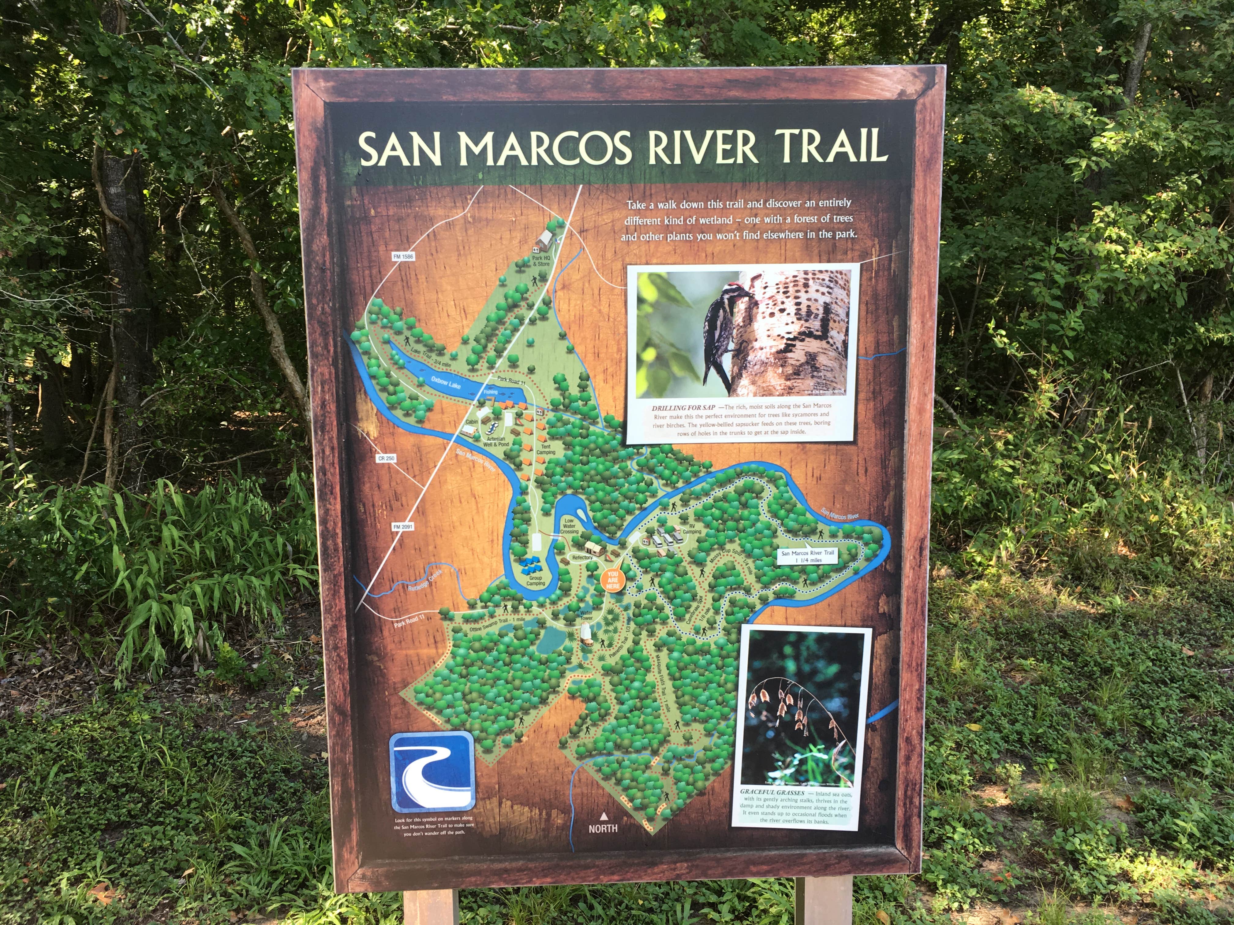 Camper submitted image from Palmetto State Park Campground - 4
