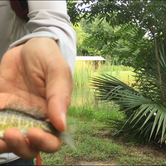 Review photo of Palmetto State Park Campground by Troy W., July 10, 2018