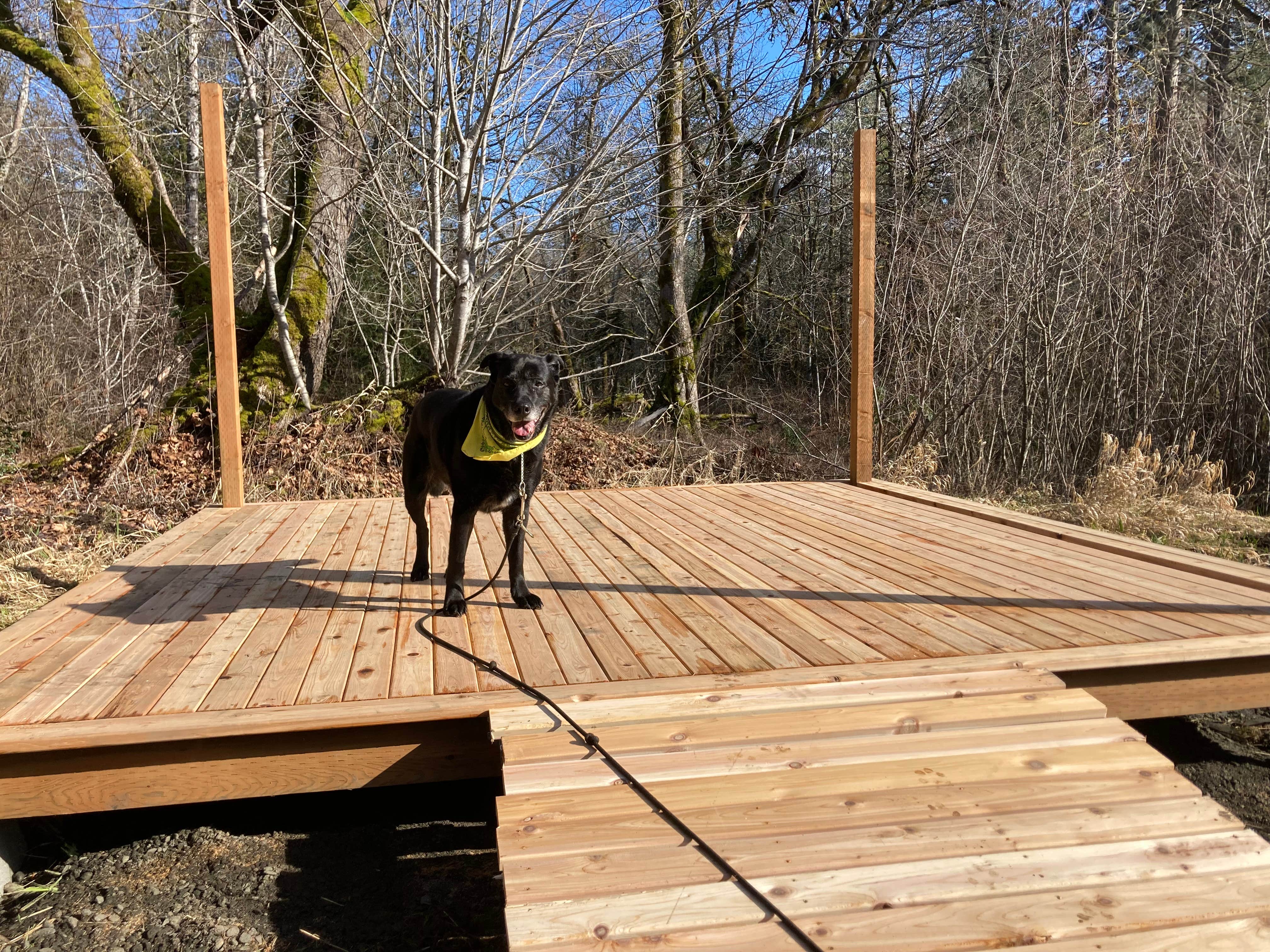Brandon's photo of camping with pets at Maple Meadow, 7 Acre Private Campsite near Yelm, WA