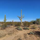Review photo of BLM Ironwood Forest National Monument - Pipeline Rd Dispersed camping by Mark , February 11, 2022
