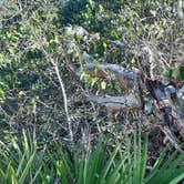 Review photo of Henderson Beach State Park Campground by Tony C., February 11, 2022