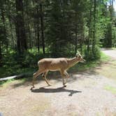 Review photo of Bowman Lake Campground — Glacier National Park by Nancy , February 12, 2022