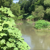 Review photo of Palmetto State Park Campground by Troy W., July 10, 2018