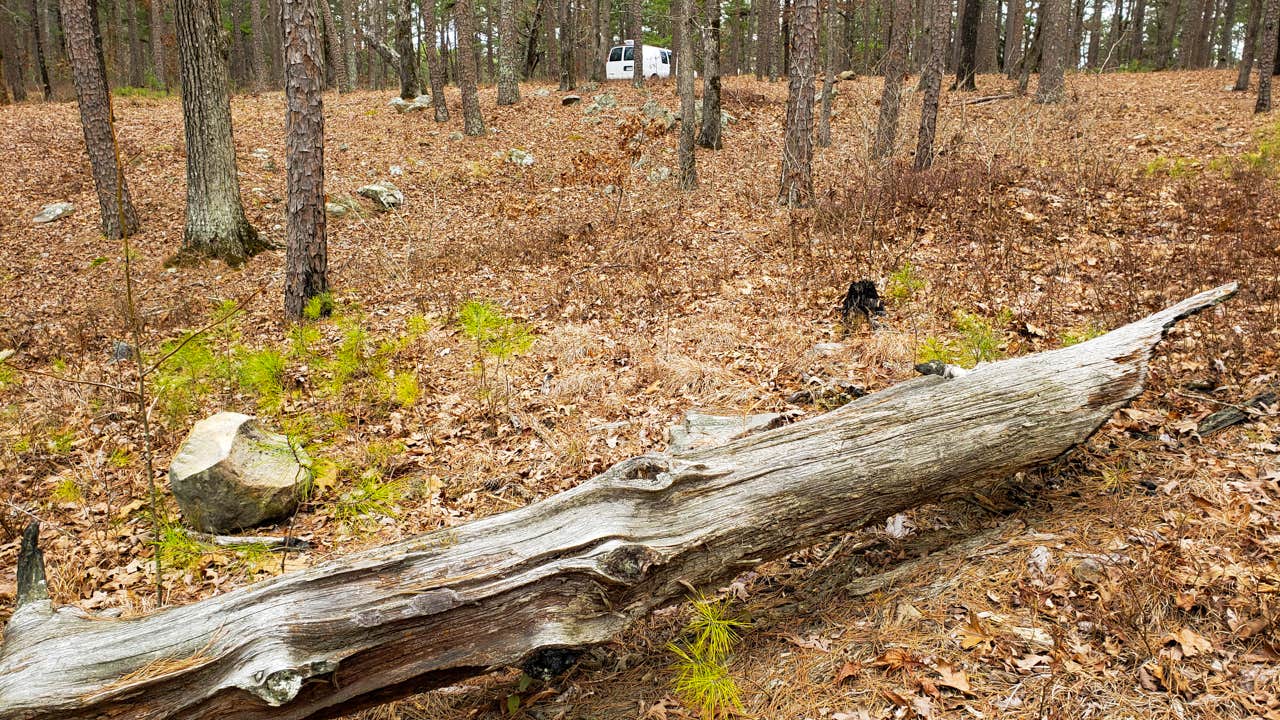 Camper submitted image from Dispersed FR132 Ouachita National Forest, AR - 2