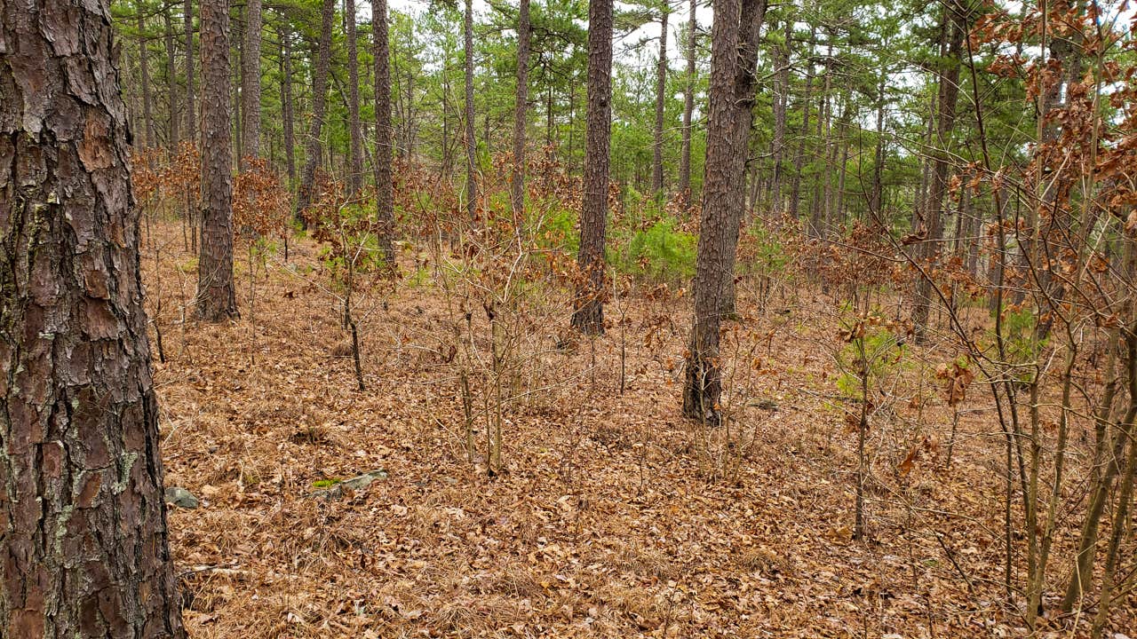 Camper-submitted photo at Dispersed FR132 Ouachita National Forest, AR near Royal, AR