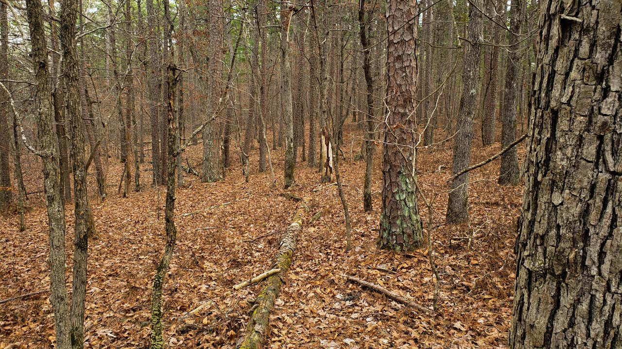 Camper-submitted photo at Dispersed FR132 Ouachita National Forest, AR near Royal, AR