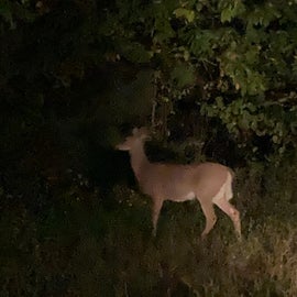 Lots of wildlife everywhere. I took a picture of this deer right at the campsite.