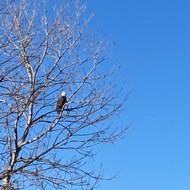 We saw two bald eagles on two separate occasions. I’ve never seen them in the wild it was spectacular!