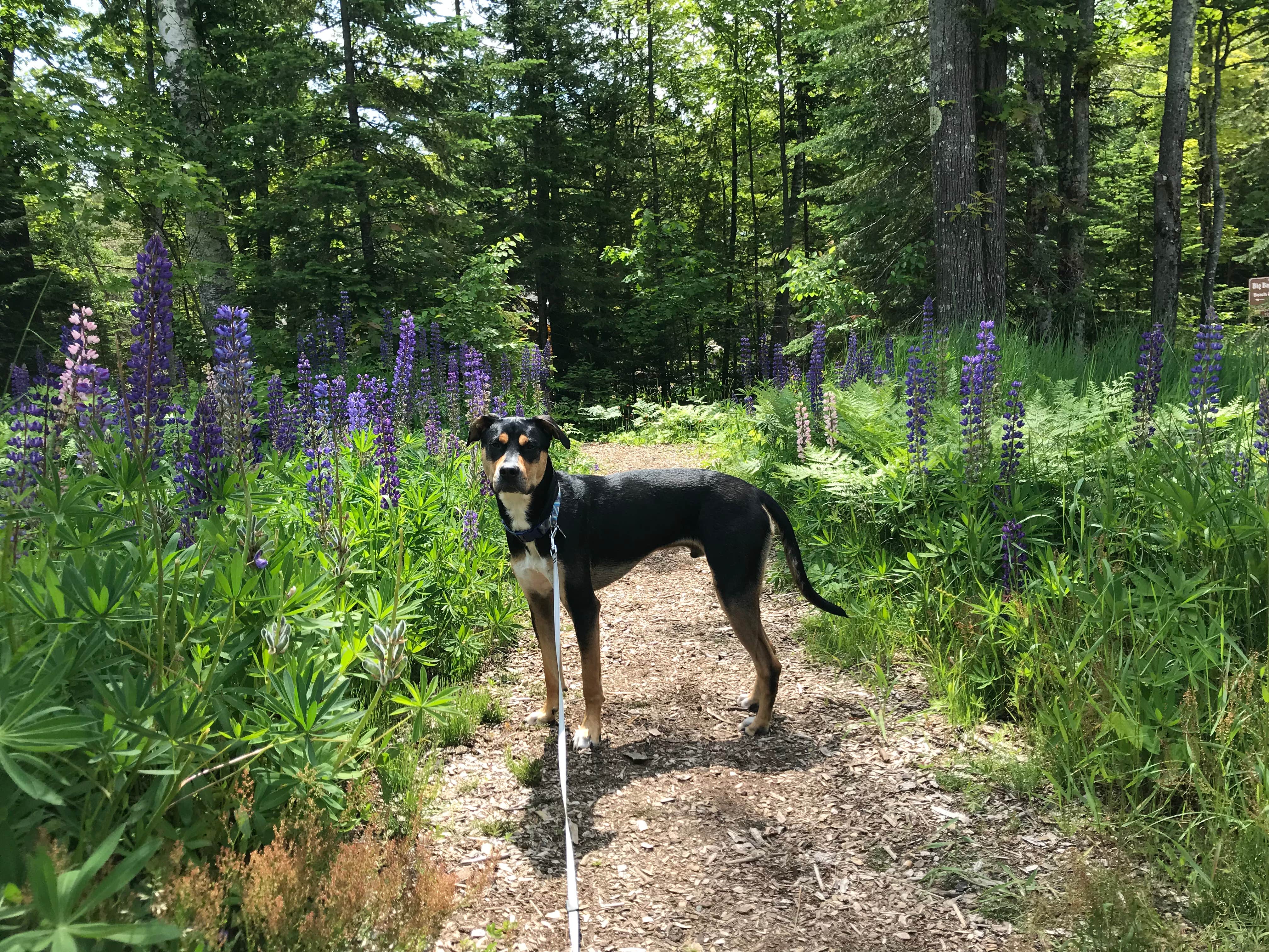 Nicole M.'s photo of camping with pets at Big Bay Town Park near Cornucopia, WI