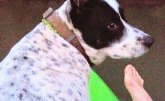 Danelle M.'s photo of camping with pets at Mulberry River Outdoor Adventures near John Paul Hammerschmidt Lake