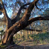 Review photo of Paynes Prairie Preserve State Park Campground by Kathy L., February 13, 2022