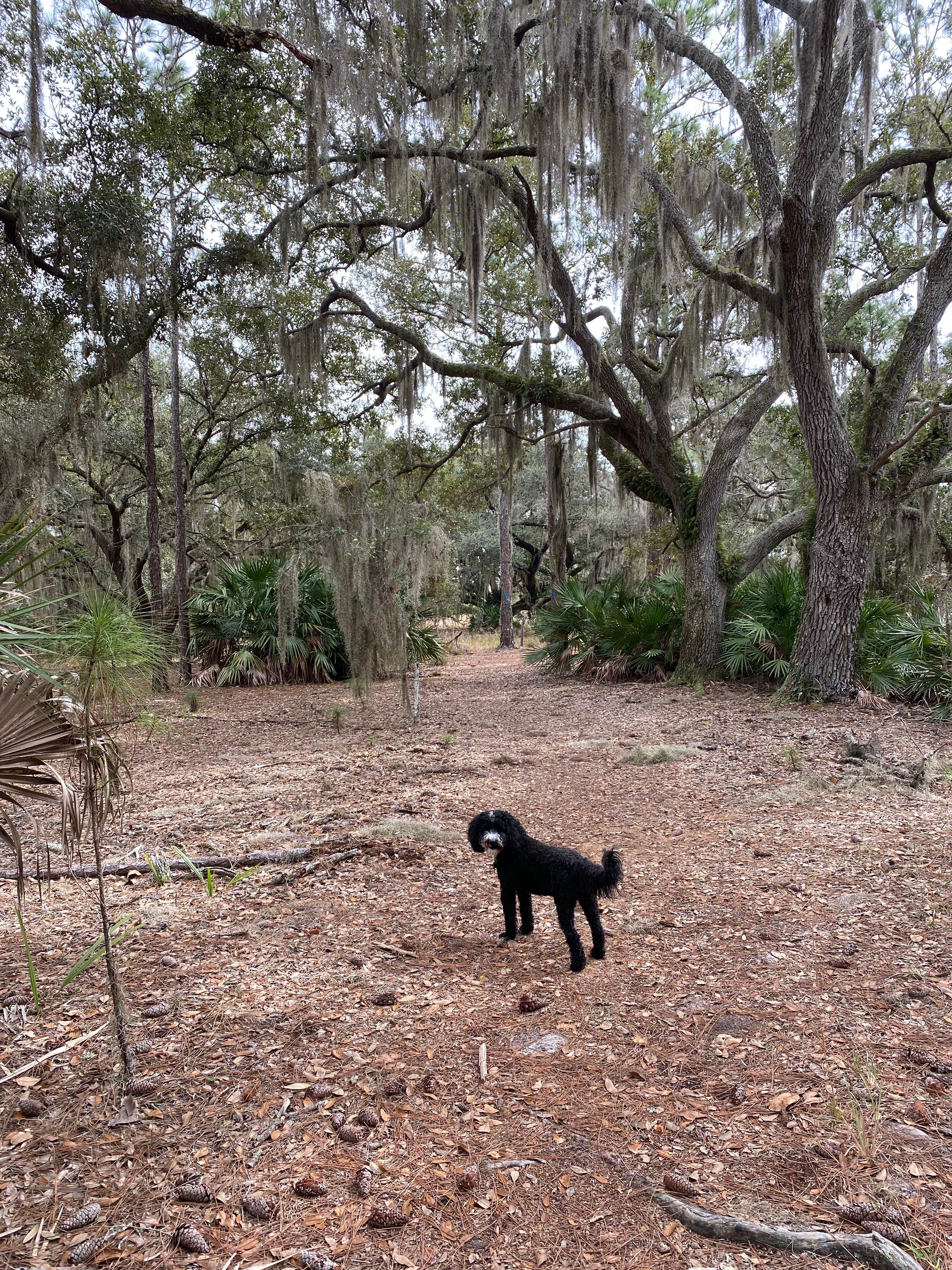Kathy L.'s photo of camping with pets at Lake Kissimmee State Park Campground near Merritt Island, FL