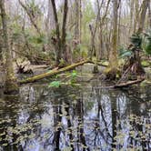 Review photo of Highlands Hammock State Park by Kathy L., February 13, 2022