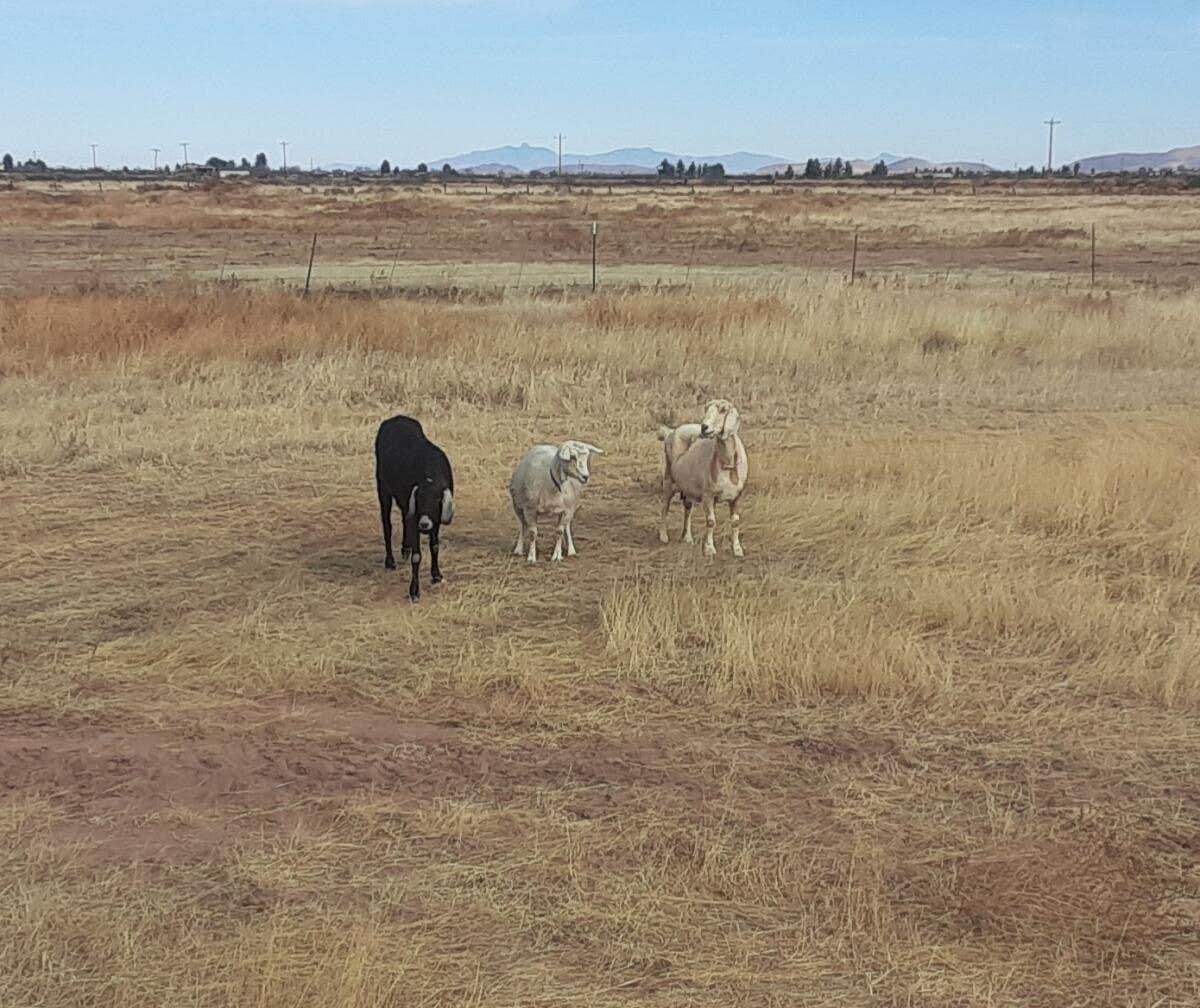 Camper-submitted photo at Rocking T Cattle Ranch near Elfrida, AZ