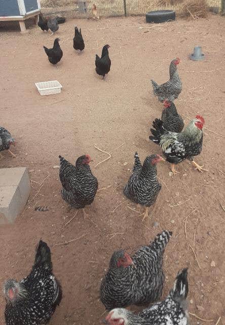 Camper-submitted photo at Rocking T Cattle Ranch near Elfrida, AZ